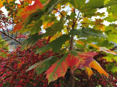 otoño en la Val d'Aran