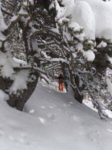 Por el bosque cargado de nieve