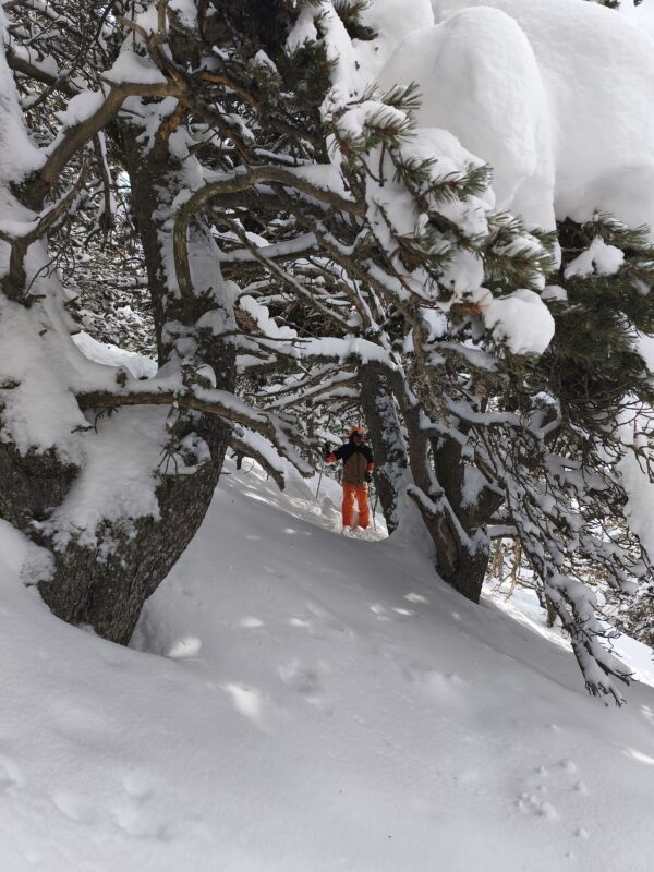 Por el bosque cargado de nieve