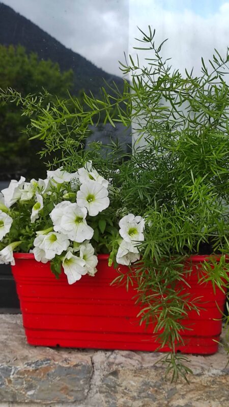 Detalle de flores blancas en jardinera roja sobre la piedra de Casa Lola Pirene en Vielha.